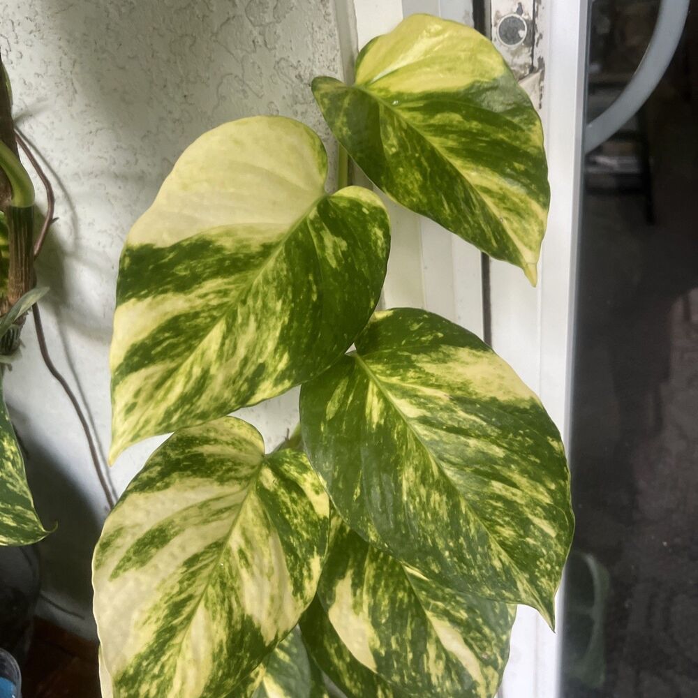 Golden Pothos Starter Clipping No Pots 6 Leaves Air Roots Established